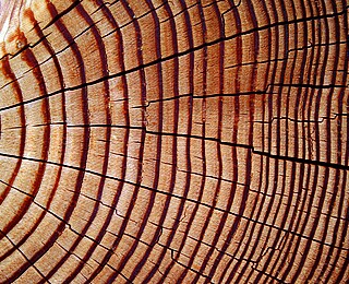 Holz